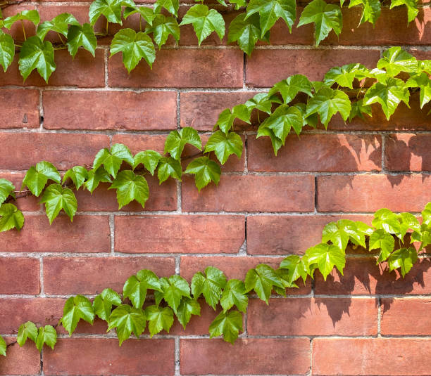 istock Boston ivy clings to a brick wall 1398615732