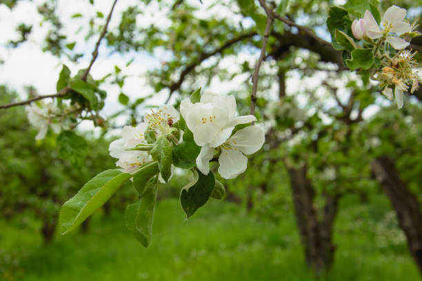 istock Beautiful blooming white cherry in a large garden 1398615816