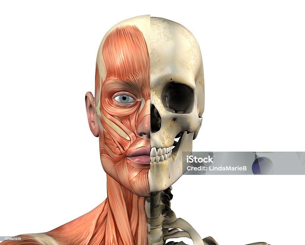 인체 해부학적-Muscles with 스컬 - 로열티 프리 건강관리와 의술 스톡 사진