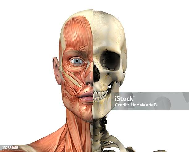 Foto de Anatomia Do Homem De Músculos Com Caveira e mais fotos de stock de Adulto - Adulto, Anatomia, Biologia