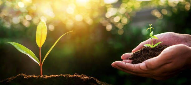 Hand of someone holding sapling growing from the soil with sunlight. stock photo