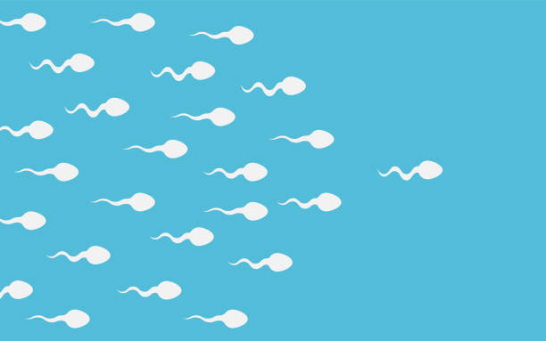 The sperm cell leader . Active sperm cells swim to the egg. Background of moving sperm. Vector illustration. The sperm cell leader . Active sperm cells swim to the egg. Background of moving sperm. Vector illustration. Eps 10. sperm stock illustrations