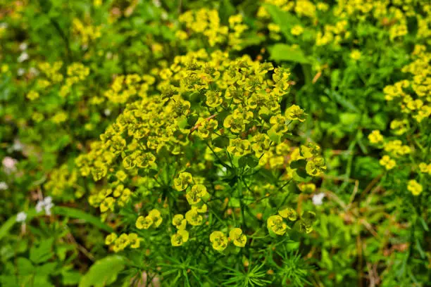 The Wild spring flower Euphorbia helioscopia, known as sun spurge and umbrella milkweed, poisonous plant, in May in Germany