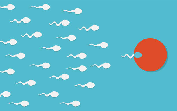 The sperm cell leader . Active sperm cells swim to the egg. Background of moving sperm. Vector illustration. The sperm cell leader . Active sperm cells swim to the egg. Background of moving sperm. Vector illustration. Eps 10. sperm stock illustrations