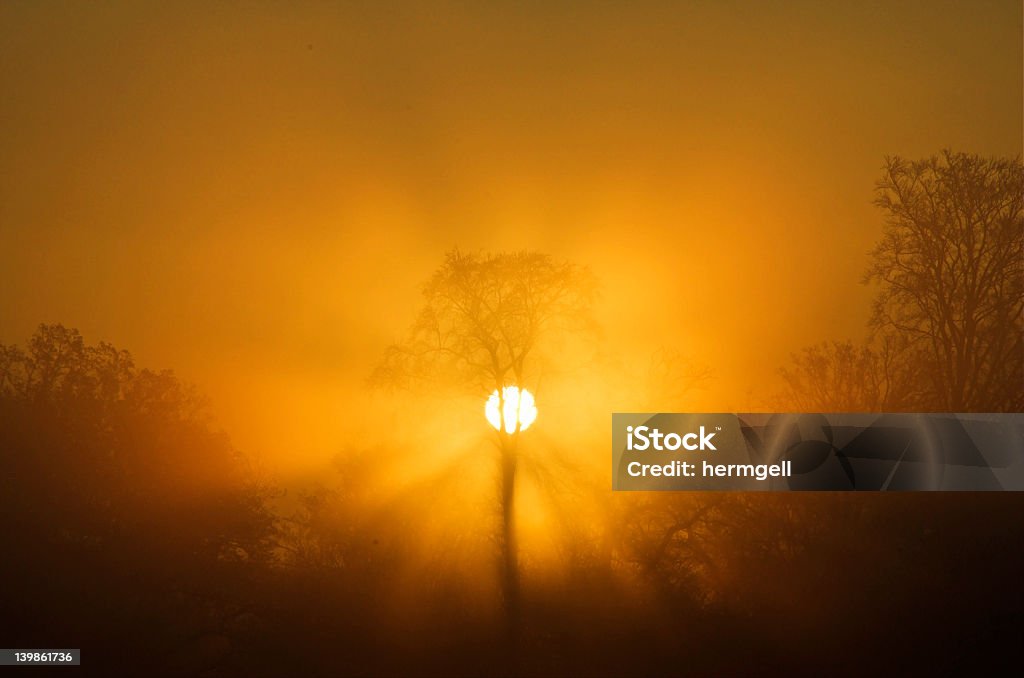Sunrise Tree - Lizenzfrei Baum Stock-Foto