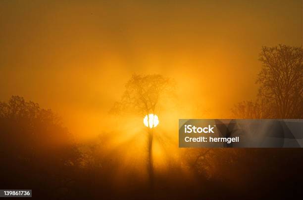 Sunrise Tree Stockfoto und mehr Bilder von Baum - Baum, Entspannung, Fotografie