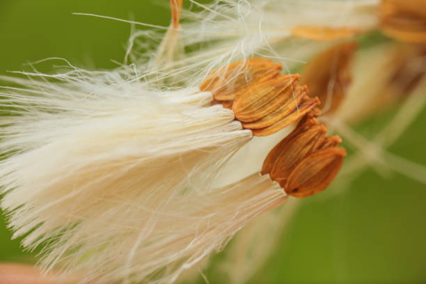 istock dandelion seed taken with macro photography. 1398617548