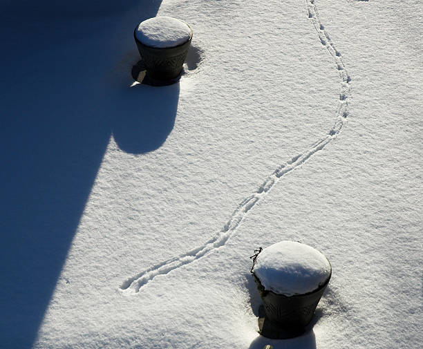 Footsteps on snow and plant pots - bird view Two snow covered planting pots in backyard seen from above, with bird footsteps sinewing in between. alintal stock pictures, royalty-free photos & images