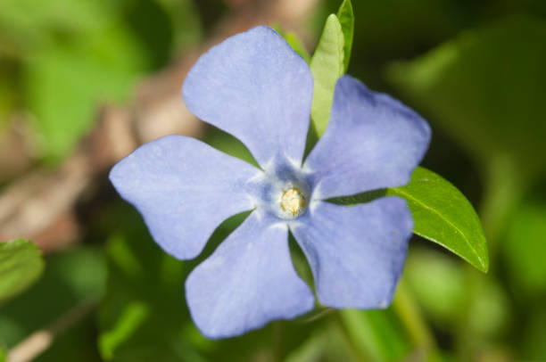 Flower of common periwinkle, lesser periwinkle, small-leaved periwinkle (Vinca minor), close up
