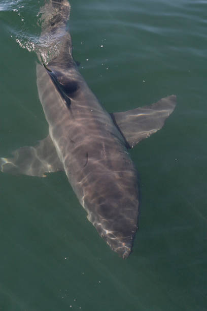 istock great white shark, Carcharodon carcharias, False Bay, South Africa 1398618408