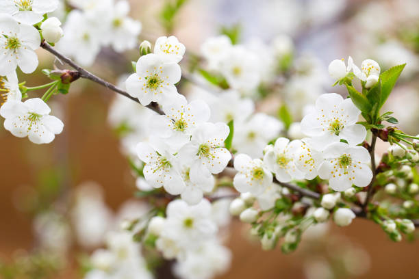 istock fruit tree blossom in springtime. tender white flowers bathing in sunlight. warm april weather. Blooming tree in spring, internet springtime banner. floral background. 1398618519