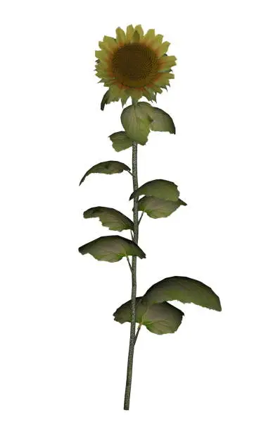 Photo of Old golden sunflower - 3D render