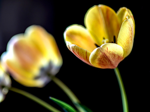 Three lovely Red and Yellow Wet Tulips set in a Low Key arcing arrangement