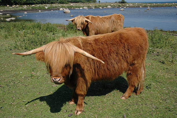 Vacas - foto de acervo