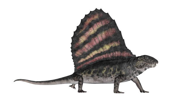 디메트로돈 공룡-3d 렌더링 - paleobiology 뉴스 사진 이미지