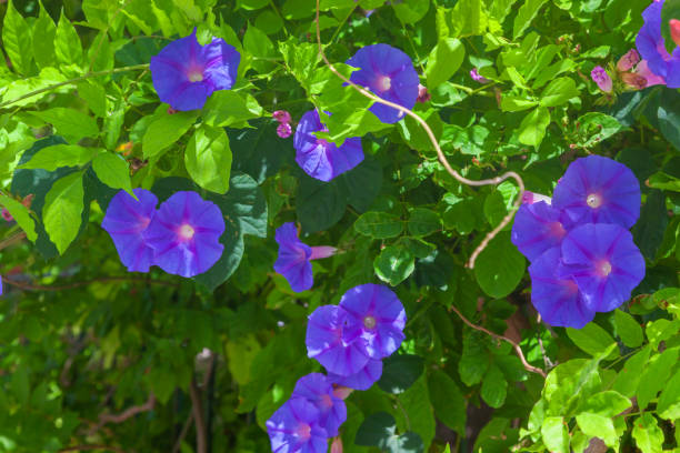 istock Ipomoea indica flowers 1398619651