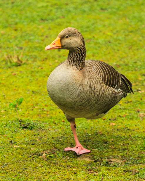 istock Greylag goose, anser, standing on one foot 1398619675