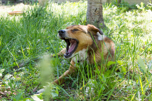 istock Dog in the yard 1398620405