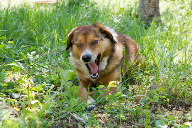 istock Dog in the yard 1398620469