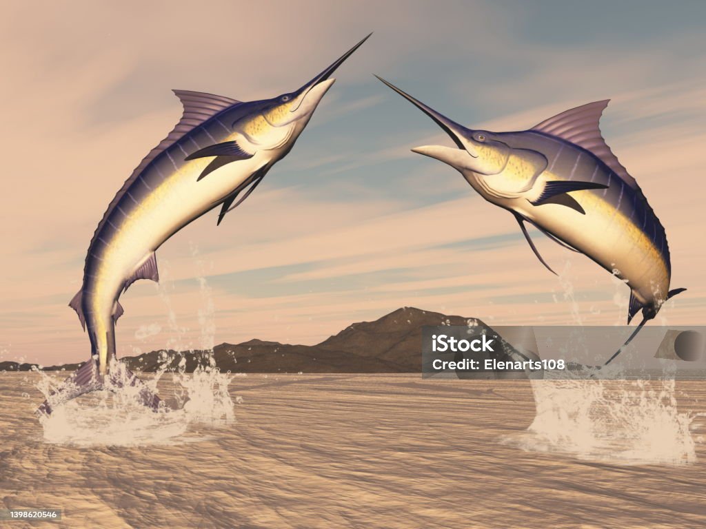 Marlin fishes danse - 3D render Marlin fishes danse by sunset - 3D render Jumping Stock Photo