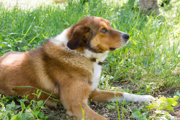 istock Dog in the yard 1398620550