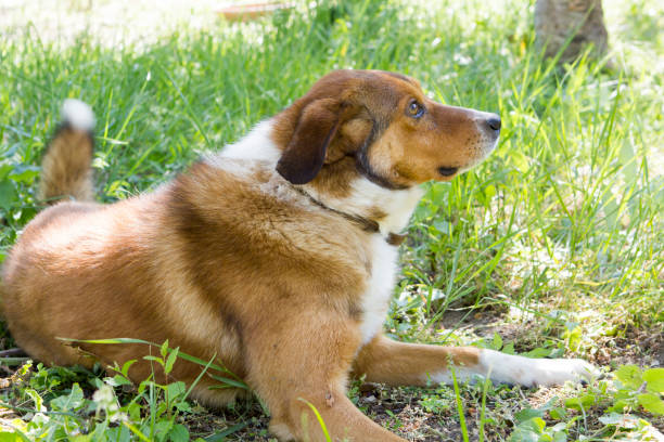 istock Dog in the yard 1398620566