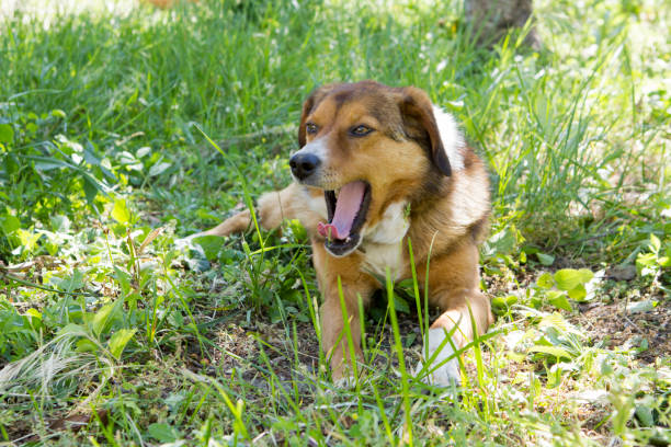istock Dog in the yard 1398620684