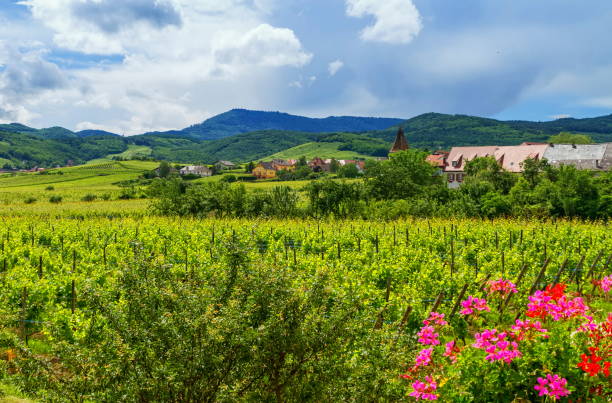 Alsace landscape, France stock photo