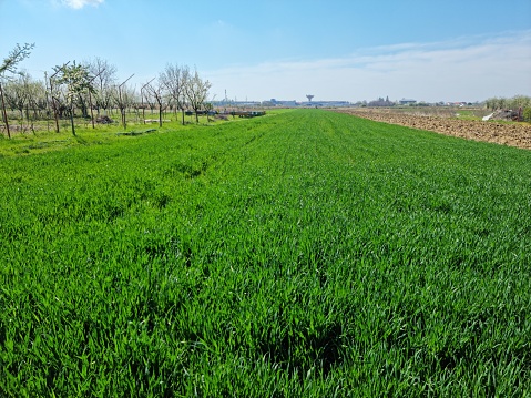 Grain field, colored in green in late April