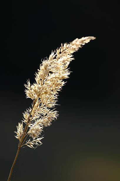 istock Lights of nature 139862106