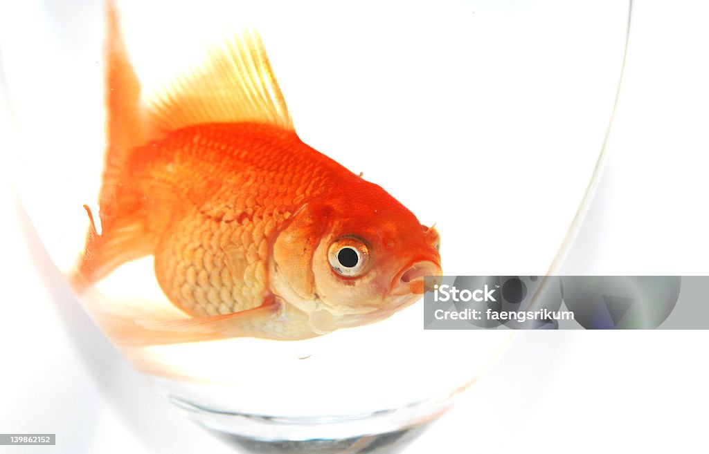 Goldfisch - Lizenzfrei Fisch Stock-Foto