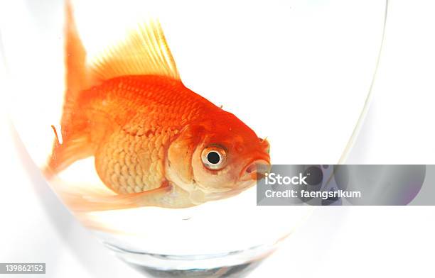 Goldfisch Stockfoto und mehr Bilder von Fisch - Fisch, Fotografie, Glas