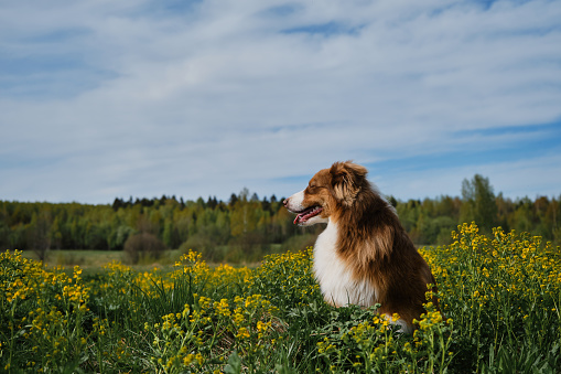 Beautiful brown Australian Shepherd sits in rapeseed field and smiles. Charming thoroughbred dog in blooming yellow field in flowers in summer or late spring. A puppy on walk. Portrait in profile.