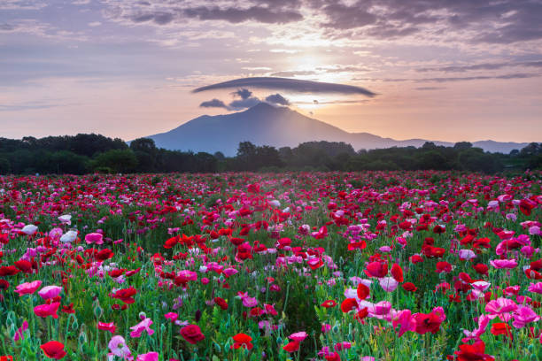 Poppy flowers getting wet in the morning mist from the Kokai River in Ibaraki Prefecture and the dawn of Mt. Tsukuba Poppy flowers getting wet in the morning mist from the Kokai River in Ibaraki Prefecture and the dawn of Mt. Tsukuba ibaraki prefecture stock pictures, royalty-free photos & images