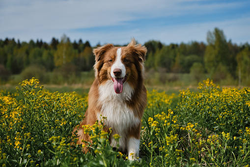 Beautiful brown Australian Shepherd sits in rapeseed field and smiles. Charming thoroughbred dog in blooming yellow field in flowers in summer or late spring. A puppy on walk.