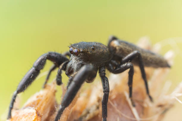 istock jumping spider on the grass, taken with macro photography. 1398623247