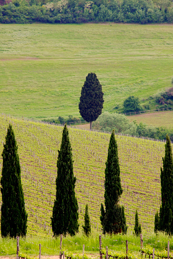 Florentine chainti. Typical hilly landscape planted with vineyards in the region of the famous Chianti wine in Toascana, Italy