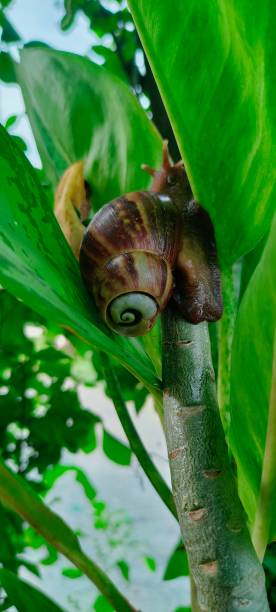 istock The butt of a snail. 1398624077