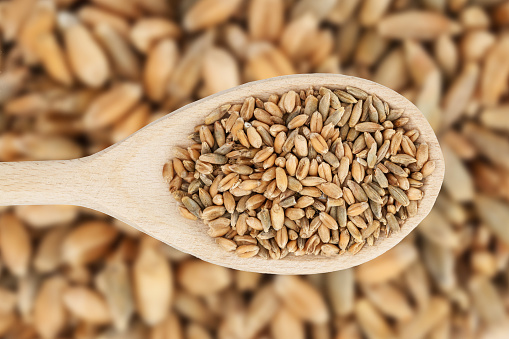 Cereal grain on wooden spoon isolated.