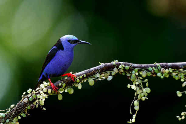 istock A Red-legged honeycreeper in the rainforest in Costa Rica 1398624385