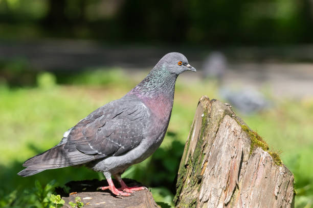 istock Beautiful pigeon bird standing on grass. 1398625087