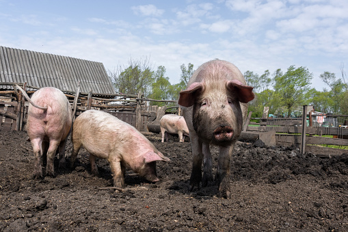 Pink pigs on the farm. Swine at the farm. Meat industry. Pig farming to meet the growing demand for meat