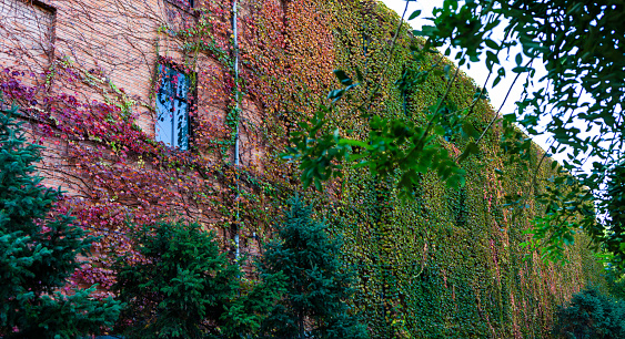 Creeper around windows on red brick wall.