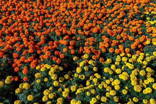 Panoramic display of mixed fresh vibrant flowers on blurry green background. High resolution image suitable for banners