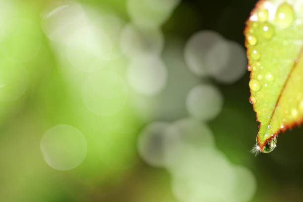 Droplets on a green leaf, beautiful bokeh in the background and a background pattern for soft photography