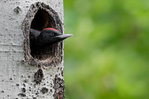 fine art portrait of Black woodpecker juvenile