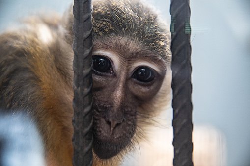 Portrait of a Sad Monkey in  a Cage