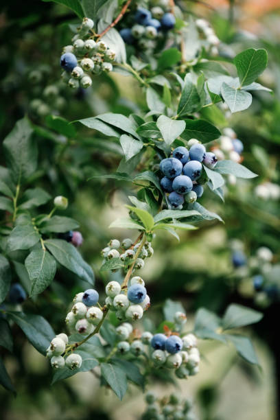 istock Ripe blueberries on the bush, ready for picking. 1398629916