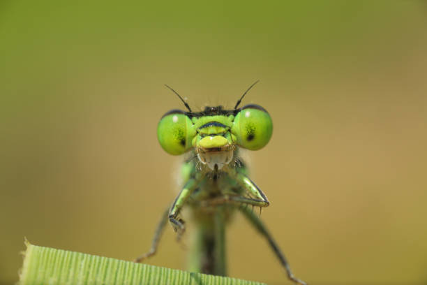 istock damselfly taken with macro photography. 1398630012