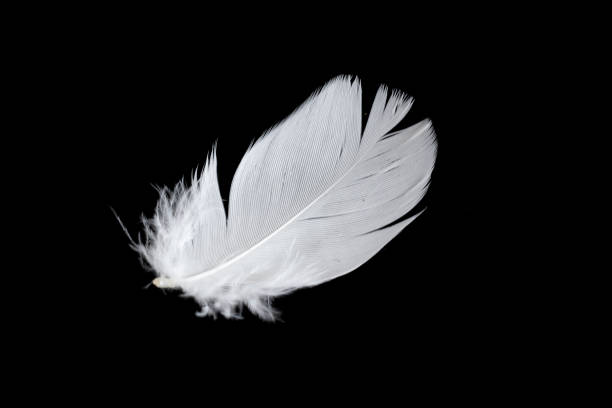 istock white feather of a goose on a black background 1398630334